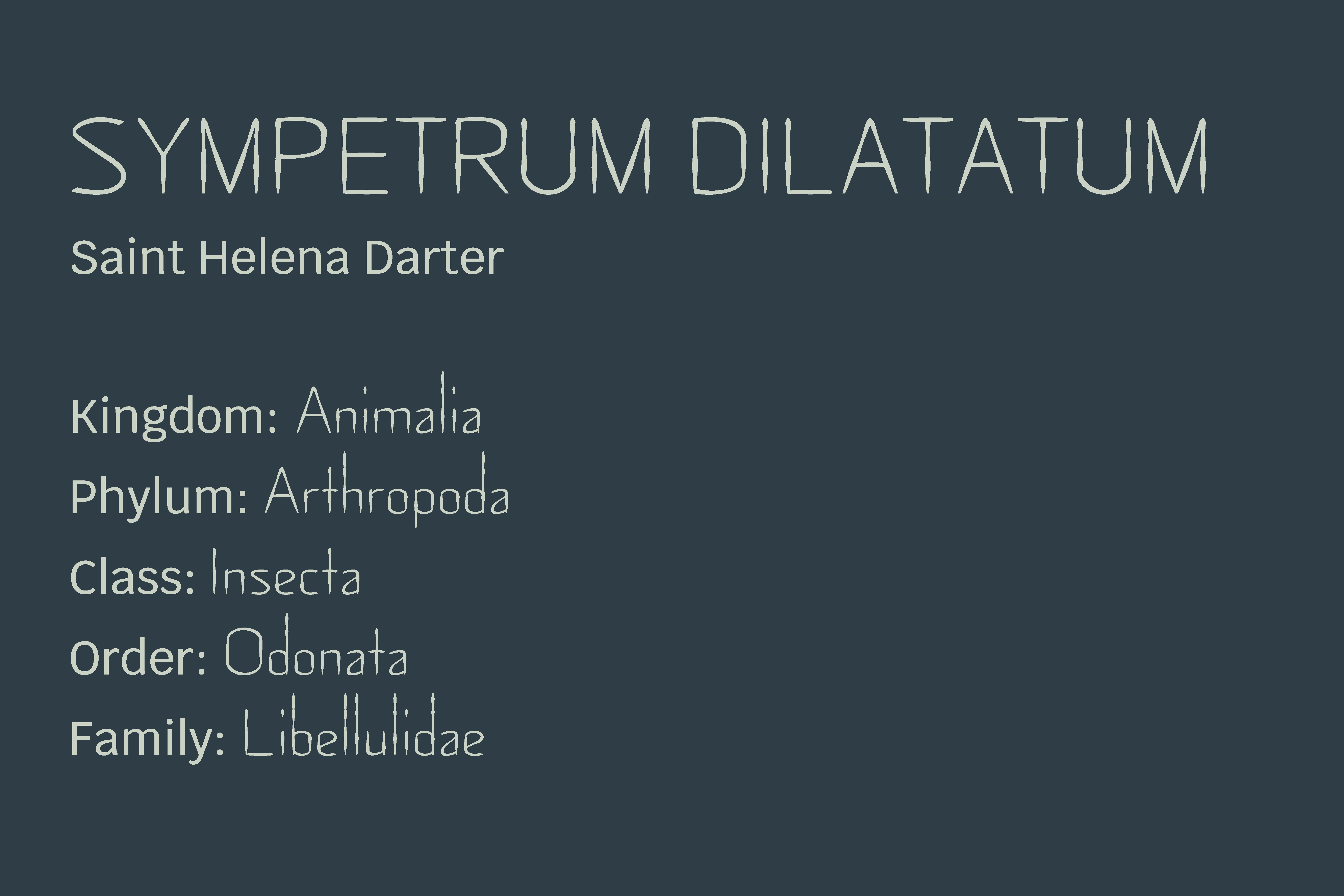 darter typeface in use